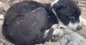 Cagnolino viene portato al rifugio come randagio ma si scopre avere una triste storia alle spalle