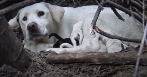 Mamma Labrador protegge i suoi cuccioli sotto un cespuglio fin quando tutti non vengono portati in salvo (VIDEO)