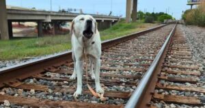 Salvataggio miracoloso di un labrador abbandonato col guinzaglio attaccato ai binari del treno