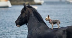 Cosa c’è di vero nella foto del “salvataggio” del cagnolino grazie a un coraggioso cavallo