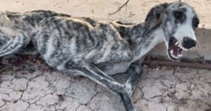 Cagnolina non smette di piangere dal dolore, zecche e denutrizione saranno una dura sfida