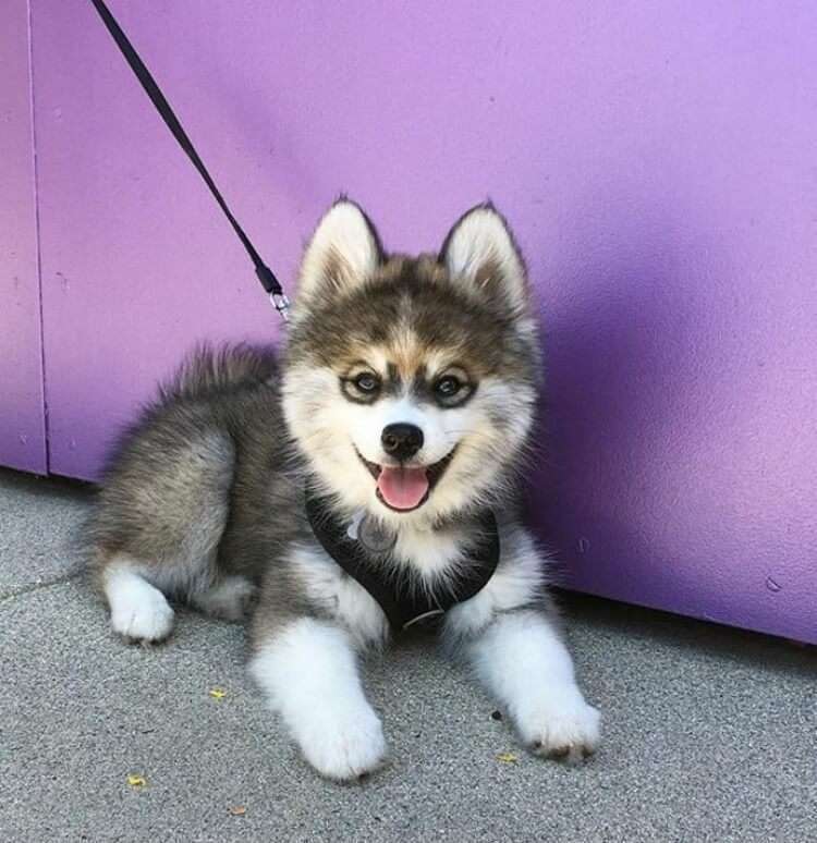  incrocio di Husky e Pomerania