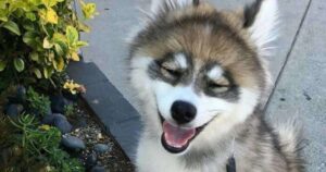 Questo incrocio di Husky e Pomerania è davvero un cagnolino speciale, di sicuro non lo conoscevi