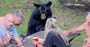 L’orso bruno si unisce al picnic di questa famiglia, anche lui vuole il suo sandwich (VIDEO)