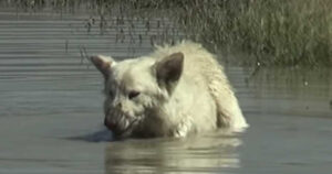 Questo cagnolino è rimasto nel deserto californiano per settimane prima di essere recuperato (VIDEO)