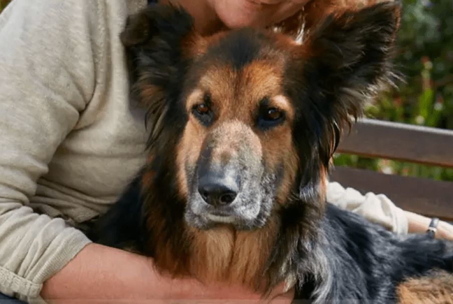 trasformazione cagnolino ralph