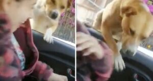 Cagnolino randagio si avvicina all’auto di una coppia e balza dentro per essere adottato (VIDEO)