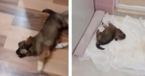 Lo usano per divertirsi, poi lo abbandonano: cucciolo piccolissimo si dispera in cerca di aiuto (VIDEO)