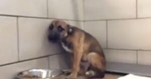 Cagnolino abbandonato pietrificato dal dolore conosce per la prima volta una carezza gentile (VIDEO)