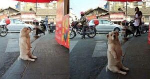 Golden Retriever aspetta pazientemente seduto il pollo fritto da una bancarella