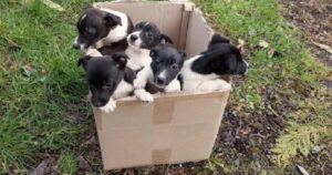 Abbandonati in autostrada, cinque cuccioli di poche settimane sono stati trovati in una scatola di cartone