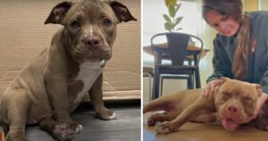 La storia di Ducky, il cane che aveva paura di venire nuovamente abbandonato dopo quello che aveva passato (VIDEO)