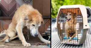 Cucciolo non riusciva più a stare in piedi perché tenuto sempre legato ad una catena: nonostante tutto continuava a sorridere