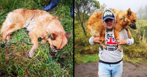 Cagnolina trovata legata e debole: pur di salvarla l’ha portata sulle spalle per 2 ore