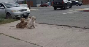 Hanno aspettato per giorni che i padroni tornassero a riprenderli nello stesso punto: tre cuccioli abbandonati si sono fatti forza l’un l’altro