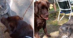 Labrador in cerca di amicizia con il gattino di casa, ma viene ignorato totalmente (VIDEO)