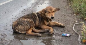 Sconosciuti trovano un cane randagio che lottava per la sua vita in autostrada: era stato investito (VIDEO)