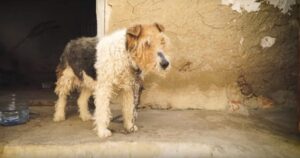 Cagnolina viveva legata al muro: sofferente e malata inizia a piangere quando viene liberata