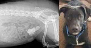 Porta il pitbull dal veterinario perché è troppo euforico: non riesce a credere a quello che vede dalla radiografia