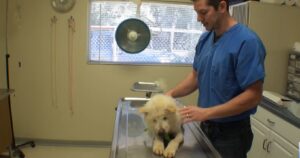 Il cagnolino cieco che nessuno vuole diventa cane da terapia per aiutare i malati (VIDEO)