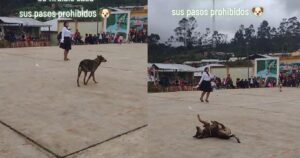 Cagnolino randagio balla la breakdance e ruba la scena ai festeggiamenti scolastici (VIDEO)