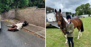 Cavallo gettato abbandonato in strada non solo è stato salvato ma ha vinto anche una gara di salto