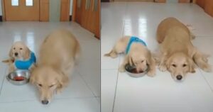 Golden Retriever mamma rifiuta il suo cibo per darlo al suo cucciolo (VIDEO)