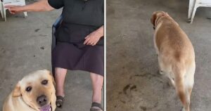 Il video più dolce che vedrai oggi: la padrona ha male alle gambe. Il gesto del Labrador è incredibile