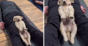 La sua padrona fa yoga: la reazione del cagnolino diventa virale (VIDEO)