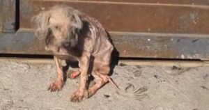 Il cagnolino era così magro che le ossa gli stavano bucando la pelle: la sua incredibile trasformazione lo ha fatto rinascere (VIDEO)