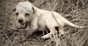 Cucciolo vagava per le strade sporco e malnutrito fino a quando una persona lo ha salvato: per la prima volta conosce l’amore