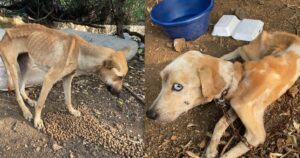 Gravemente magri e denutriti, uno dei due era legato con una catena e l’altro gli portava il cibo: l’incredibile salvataggio dei due cani trovati in discarica