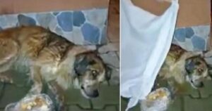 Coprono il cane con una coperta pensando che sia morto, ma la realtà era ben diversa