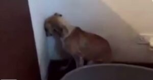 Cagnolino maltrattato fissa il muro per giorni: non ha più fiducia in nessuno (VIDEO)