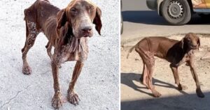 La storia del salvataggio di Hopi, il cagnolino abbandonato in strada molto magro e malato