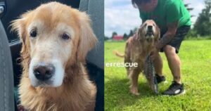 Dopo 14 anni insieme abbandonano il Golden Retriever perché anziana: la straziante storia di Sophia (VIDEO)