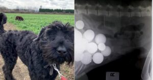 Schnauzer gigante nero sviene all’improvviso nel giardino di casa: il veterinario fa un’incredibile scoperta