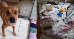 Il veterinario rimane senza parole dopo che scopre cosa ha fatto il cane che era stato sterilizzato (VIDEO)