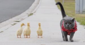 Un maestoso gatto aiuta dei cuccioli di papera ad attraversare la strada: lo scambiano per la loro mamma (VIDEO)