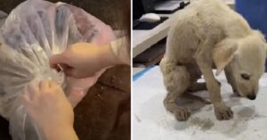 Donna ha iniziato a piangere quando ha sentito le grida di aiuto del cucciolo che risuonavano dal bidone della spazzatura (VIDEO)