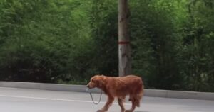 Cagnolino abbandonato in strada e investito da un’auto, corre col guinzaglio in bocca per raggiungere i suoi padroni (VIDEO)