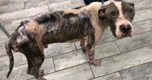 Cagnolino maltrattato, scheletrico e in fin di vita sorprende tutti: pensavano che sarebbe morto