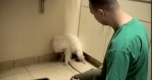 Era pronta per essere soppressa, ma un veterinario ha tentato l’ultima volta a salvarla: la reazione del cane è commovente (VIDEO)