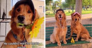 Il Golden Retriever si fa bello per andare al primo appuntamento con la sua fidanzata (VIDEO)