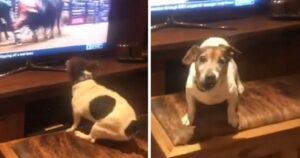 Il cane si arrabbia con il suo padrone perché lo disturba mentre guarda la tv. L’esilarante video diventa virale