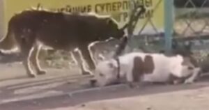 Cagnolino legato fuori dal negozio aspettava il suo padrone: viene liberato da un randagio e vanno via insieme (VIDEO)