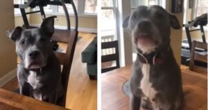 La sorprendente reazione di un cane quando il suo padrone gli dice che è guarito dal cancro (VIDEO)