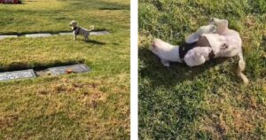 Cagnolino visita la tomba della nonna per la prima volta e la trova da solo facendo commuovere la sua padrona (VIDEO)