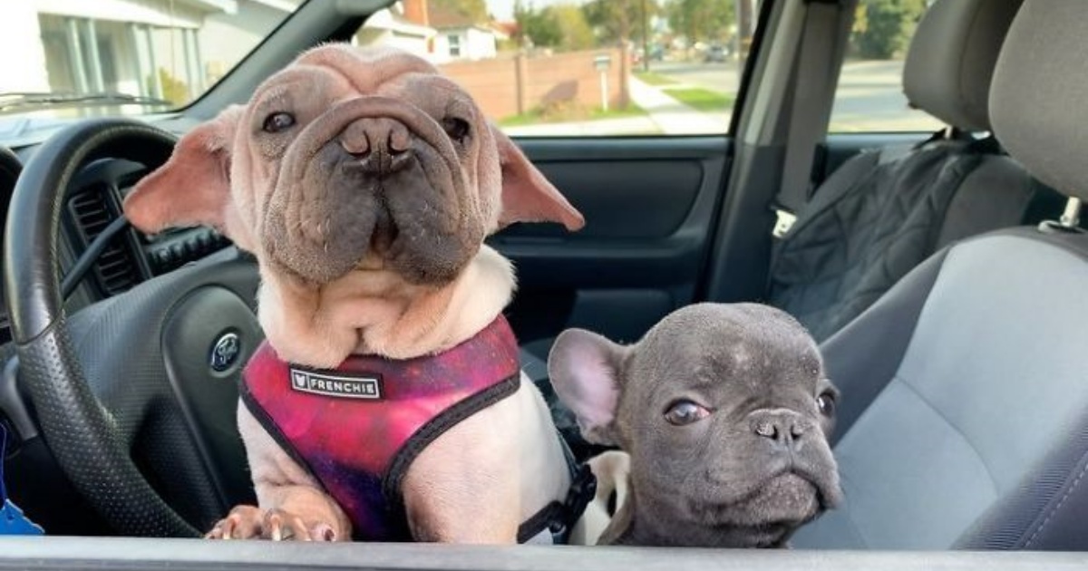 cagnolina e cucciolo