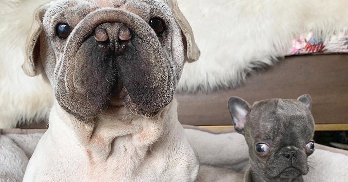 cucciolo e cagnolina